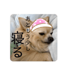 クラインくんのお話3（個別スタンプ：5）