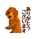トイプードル チロル（個別スタンプ：1）