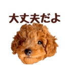 トイプードル チロル（個別スタンプ：2）