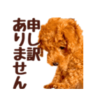 トイプードル チロル（個別スタンプ：3）