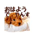 トイプードル チロル（個別スタンプ：4）
