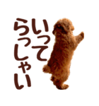 トイプードル チロル（個別スタンプ：6）