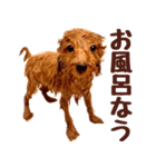 トイプードル チロル（個別スタンプ：7）