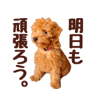 トイプードル チロル（個別スタンプ：9）
