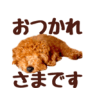 トイプードル チロル（個別スタンプ：10）