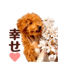 トイプードル チロル（個別スタンプ：13）