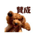 トイプードル チロル（個別スタンプ：15）
