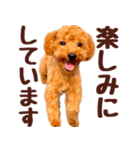 トイプードル チロル（個別スタンプ：17）
