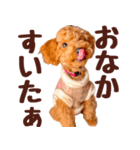 トイプードル チロル（個別スタンプ：20）