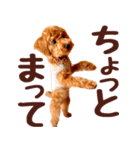 トイプードル チロル（個別スタンプ：22）