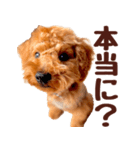 トイプードル チロル（個別スタンプ：23）
