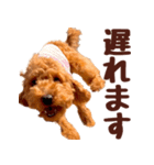 トイプードル チロル（個別スタンプ：32）