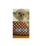 わんこダワン（個別スタンプ：1）