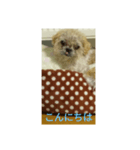 わんこダワン（個別スタンプ：3）