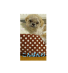 わんこダワン（個別スタンプ：4）