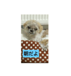 わんこダワン（個別スタンプ：5）