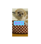 わんこダワン（個別スタンプ：6）