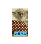 わんこダワン（個別スタンプ：7）