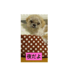わんこダワン（個別スタンプ：8）
