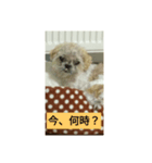 わんこダワン（個別スタンプ：9）