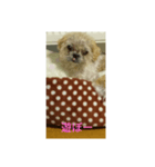 わんこダワン（個別スタンプ：10）