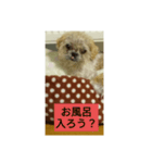 わんこダワン（個別スタンプ：11）