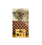 わんこダワン（個別スタンプ：12）