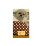 わんこダワン（個別スタンプ：15）