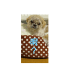 わんこダワン（個別スタンプ：18）