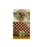わんこダワン（個別スタンプ：19）