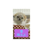 わんこダワン（個別スタンプ：20）