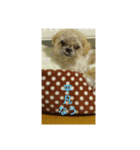 わんこダワン（個別スタンプ：24）