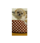 わんこダワン（個別スタンプ：26）