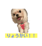 マルチーズのみぃちゃん（個別スタンプ：4）