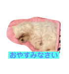 マルチーズのみぃちゃん（個別スタンプ：6）