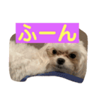 マルチーズのみぃちゃん（個別スタンプ：9）