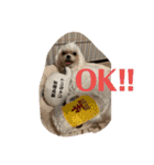 マルチーズのみぃちゃん（個別スタンプ：10）
