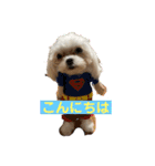 マルチーズのみぃちゃん（個別スタンプ：13）