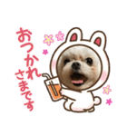 マルチーズのみぃちゃん（個別スタンプ：14）