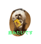 マルチーズのみぃちゃん（個別スタンプ：15）