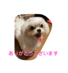 マルチーズのみぃちゃん（個別スタンプ：16）