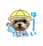 マルチーズのみぃちゃん（個別スタンプ：17）