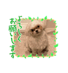 マルチーズのみぃちゃん（個別スタンプ：18）