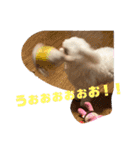 マルチーズのみぃちゃん（個別スタンプ：24）