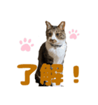 ねこちゃんスタンプ3（個別スタンプ：1）