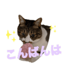 ねこちゃんスタンプ3（個別スタンプ：2）
