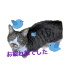 ねこちゃんスタンプ3（個別スタンプ：3）