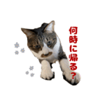 ねこちゃんスタンプ3（個別スタンプ：4）