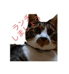ねこちゃんスタンプ3（個別スタンプ：5）
