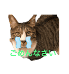 ねこちゃんスタンプ3（個別スタンプ：6）